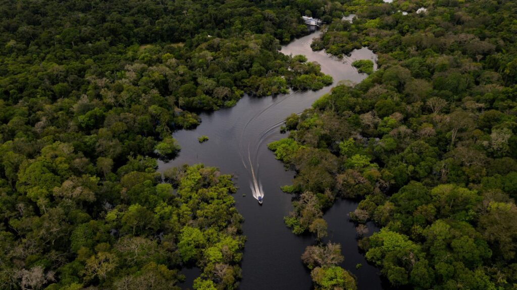 Amazon forest