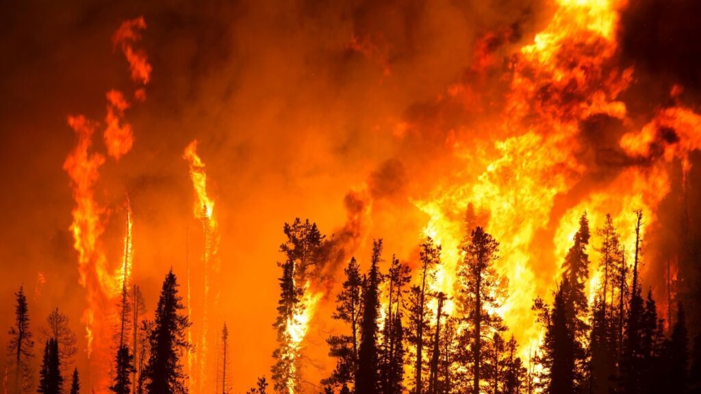 Amazon rainforest burning