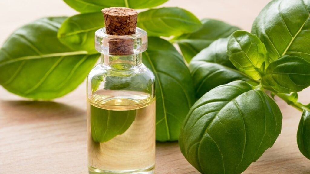 Basil leaves and mustard oil