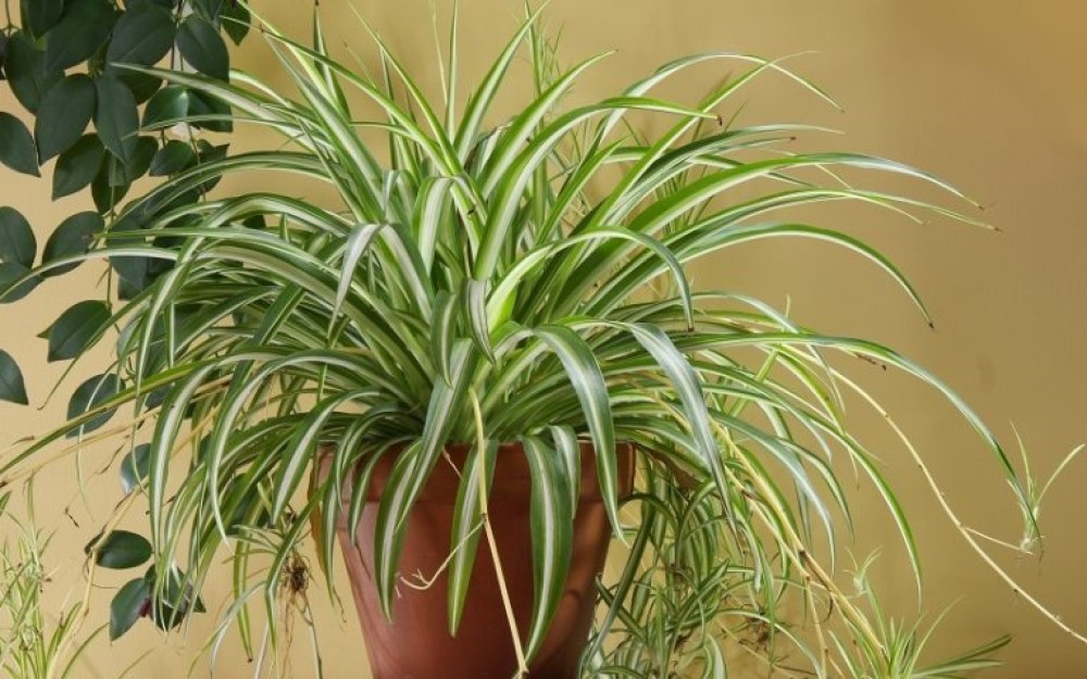 Green Lily (Chlorophytum elatum)