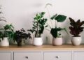 Indoor air-purifying plants