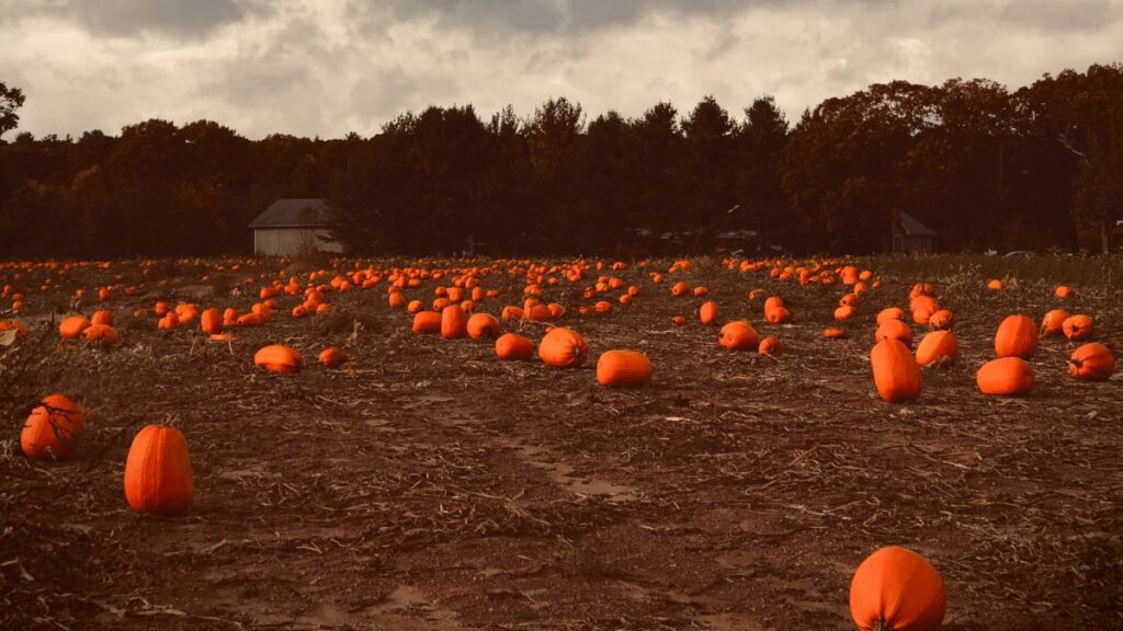 Halloween Pumpkins