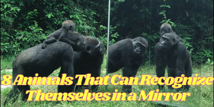 8 Animals That Can Recognize Themselves in a Mirror