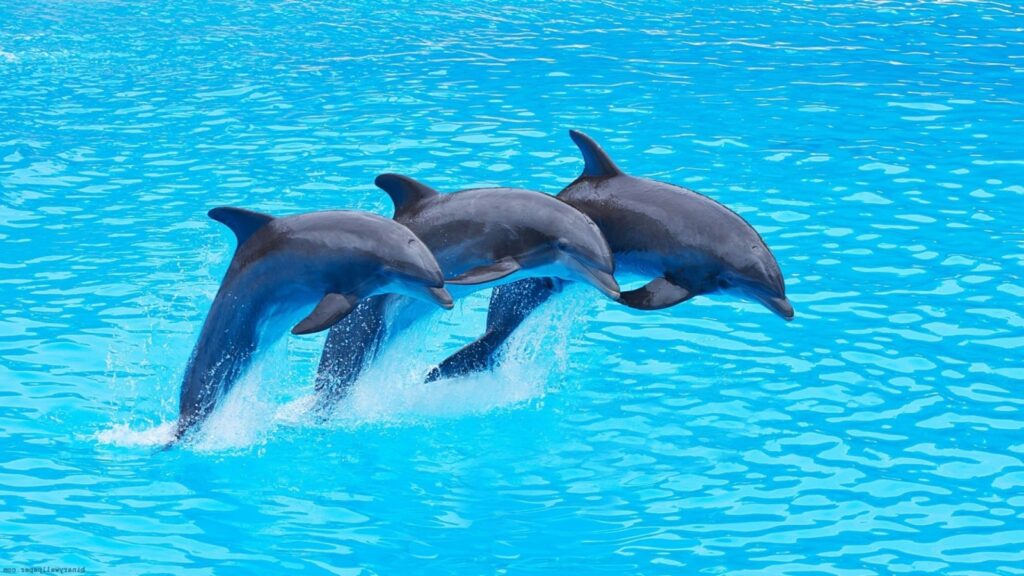 Dolphins