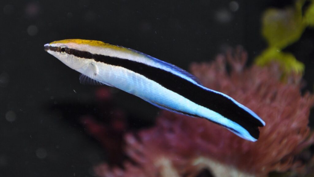 The cleaner wrasse