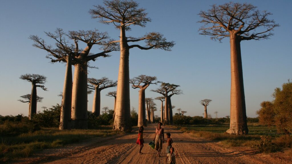 Baobab Alley (Madagascar)