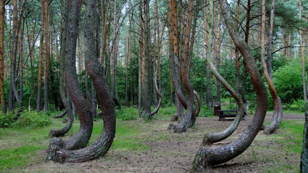 Crooked Forest (Poland)
