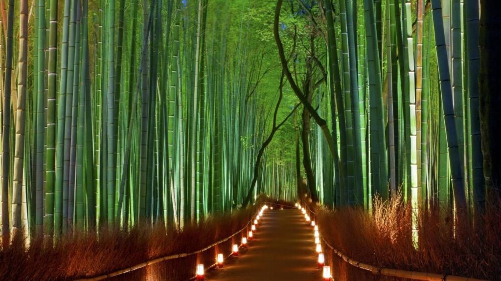 Sagano Bamboo Grove (Japan)