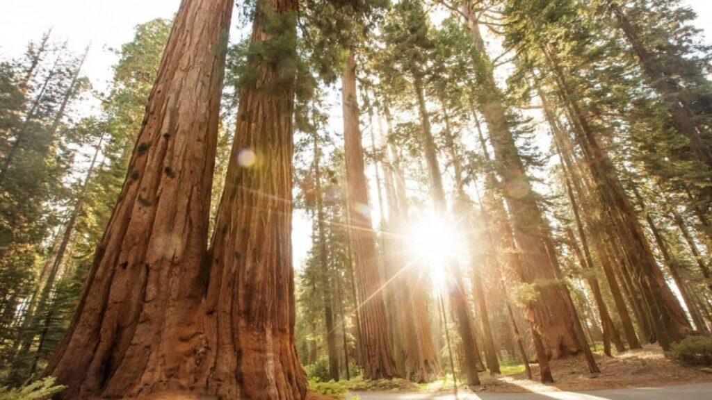Sequoia National Park (USA)