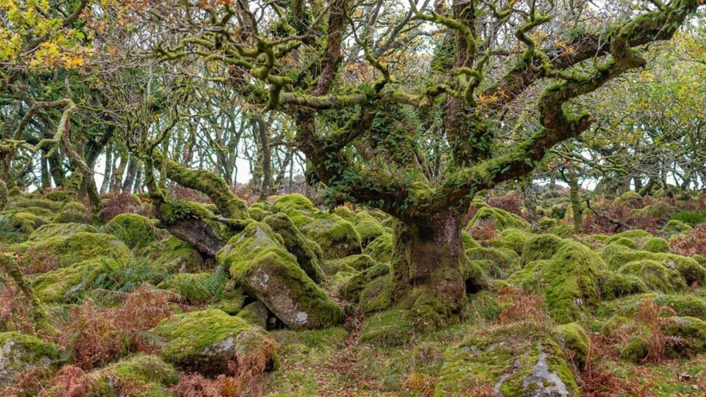 Wistman's Wood (England)