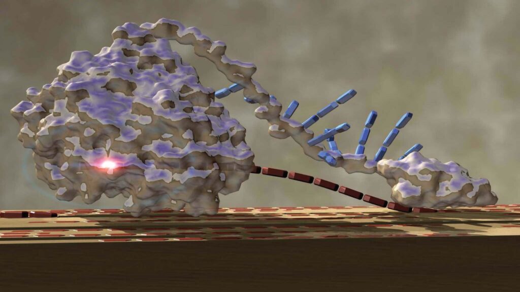 cellulase enzyme