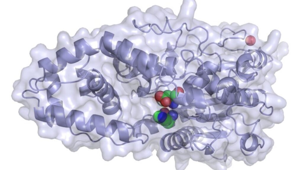 Phytase enzyme