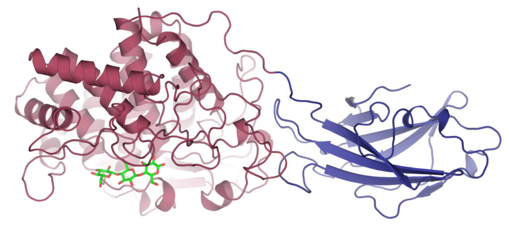 cellulases enzymes