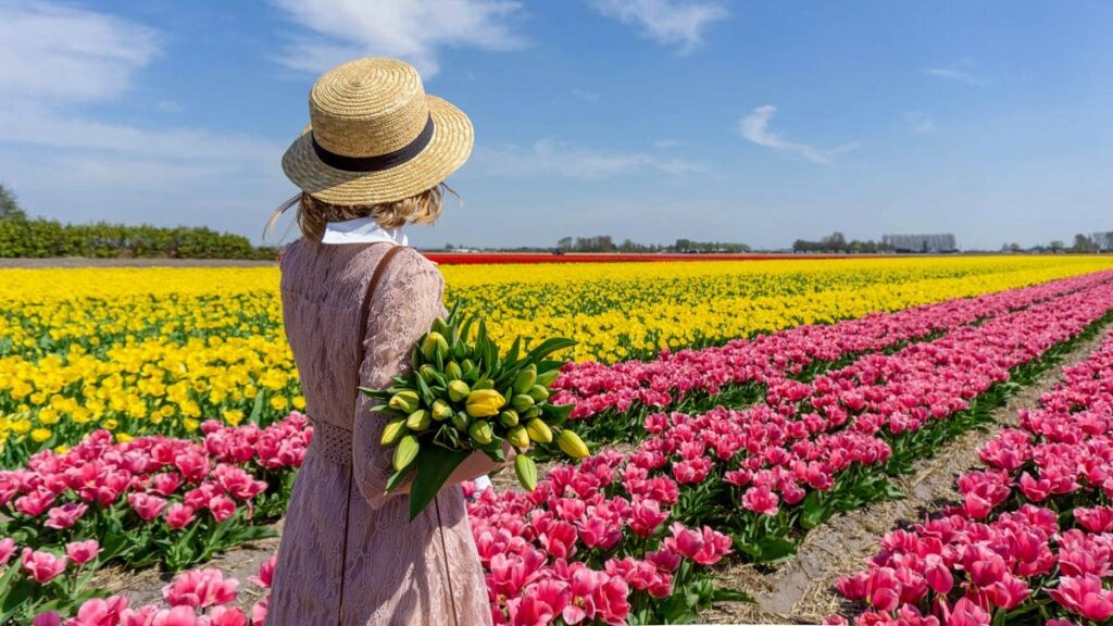 tulip fields in the Netherlands