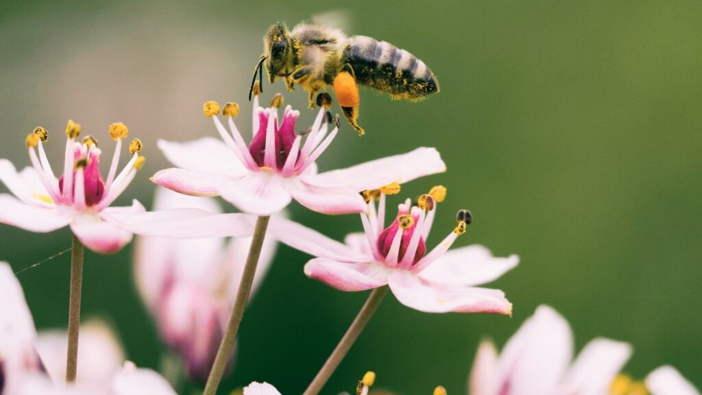 Bee-friendly Plants