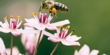 Bee-friendly Plants