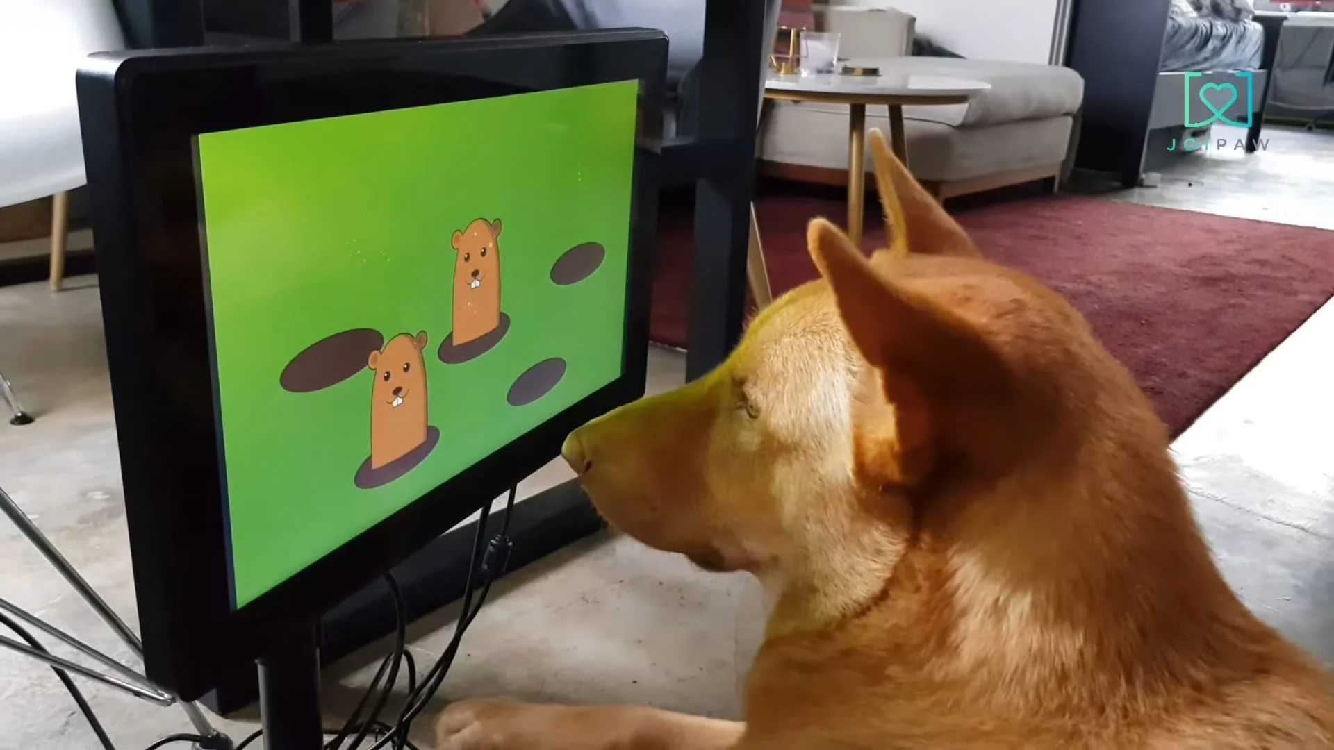 Joipaw Video Games For Dogs Main
