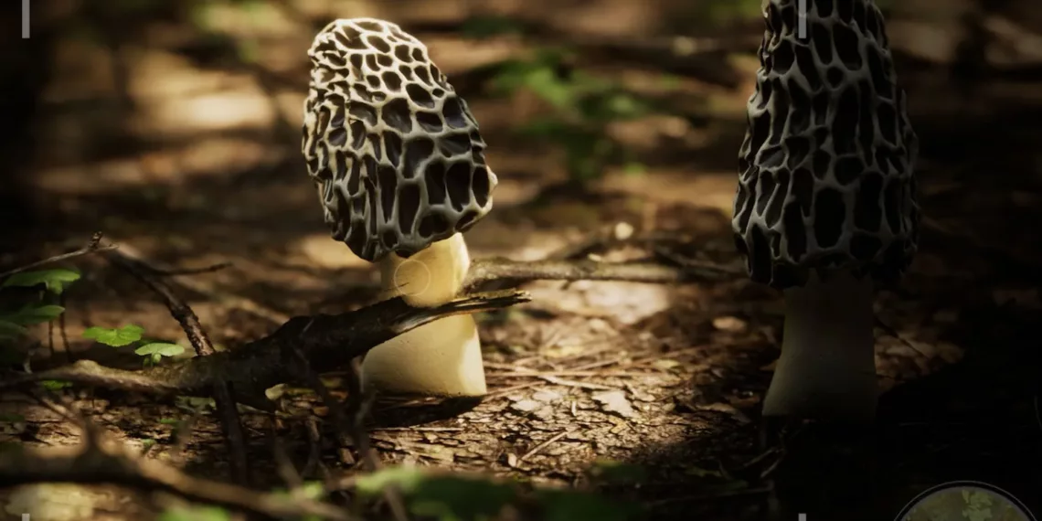 "Morels: The Hunt 2" - An Unexpected Delight in Mushroom Foraging and Wilderness Exploration 41 Morels: The Hunt 2