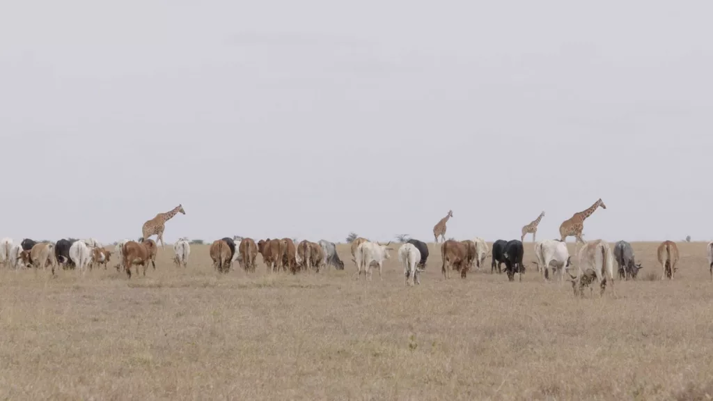 The Battle for Laikipia Review