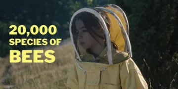 20,000 Species of Bees review