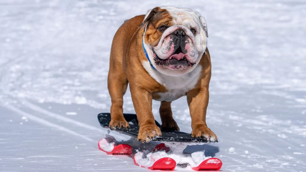Powder Pup Review