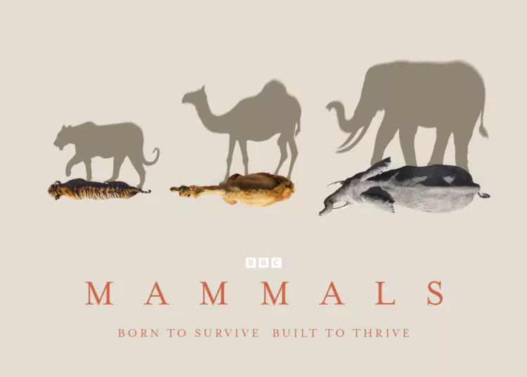 Mammals Review