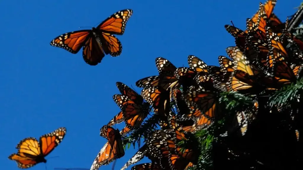 The Guardian of the Monarchs Review