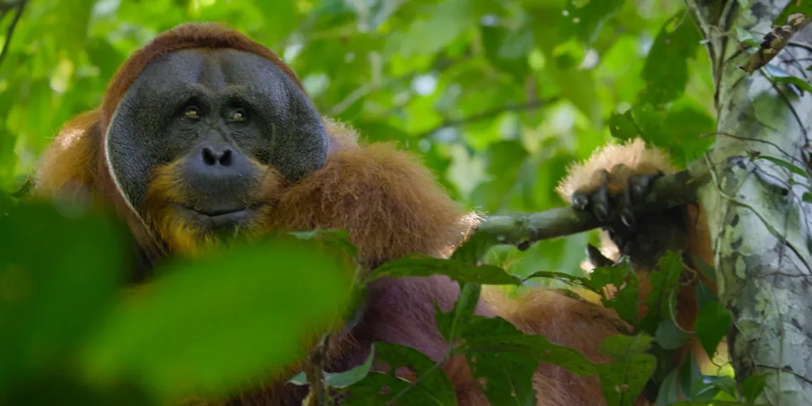 Secret Lives of Orangutans Review: A Privileged Glimpse into the Treetops 41 Secret Lives of Orangutans Review