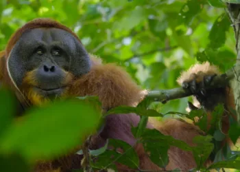 Secret Lives of Orangutans Review
