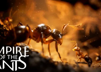 Empire of the Ants Review