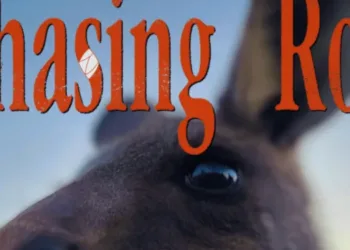 chasing roo