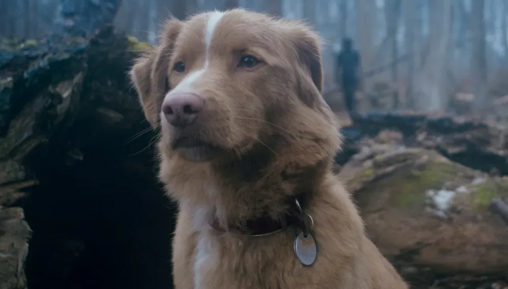 Good Boy Review