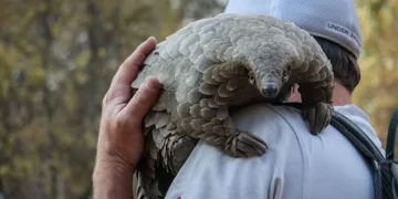 Pangolin: Kulu’s Journey Review