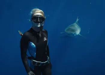 Shark Whisperer Review