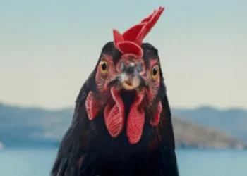 Hen Review