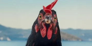 Hen Review: Through a Chicken's Eyes, Darkly 1 Hen Review