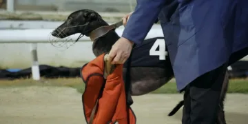 Going to the Dogs Review