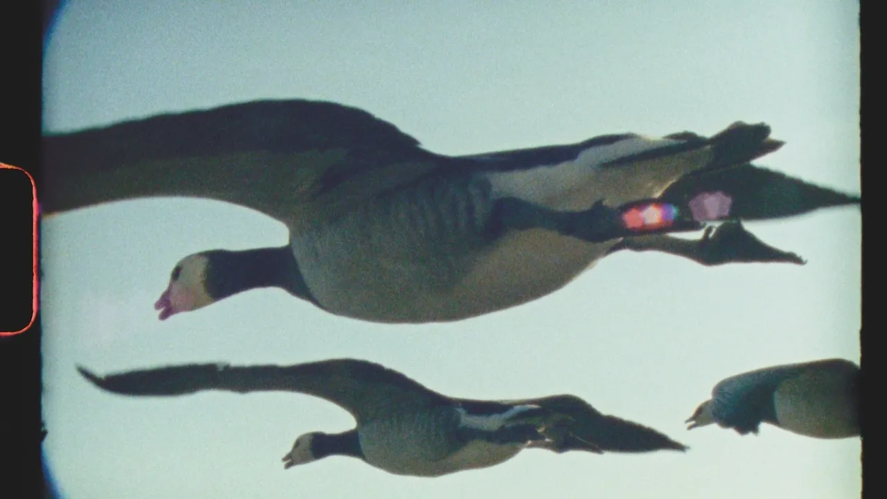 Super Nature Review: Ed Sayers’ Super 8 Counter-Documentary 42 Super Nature Review
