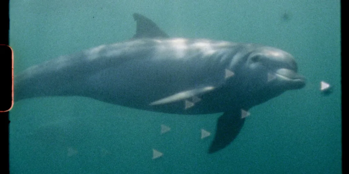Super Nature Review: Ed Sayers’ Super 8 Counter-Documentary 41 Super Nature Review