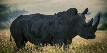 Rhino Review: Tom Hardy Lends Voice to a Brutal Success Story 1 Rhino Review