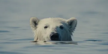 Nuisance Bear Review