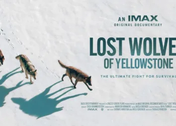 Lost Wolves of Yellowstone Review