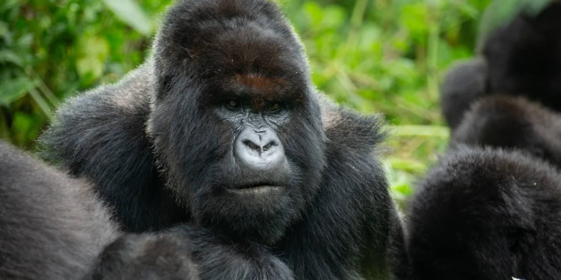 A Gorilla Story Told by David Attenborough Review 2