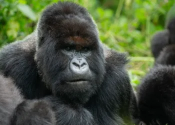 A Gorilla Story: Told by David Attenborough Review