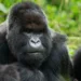 A Gorilla Story: Told by David Attenborough Review