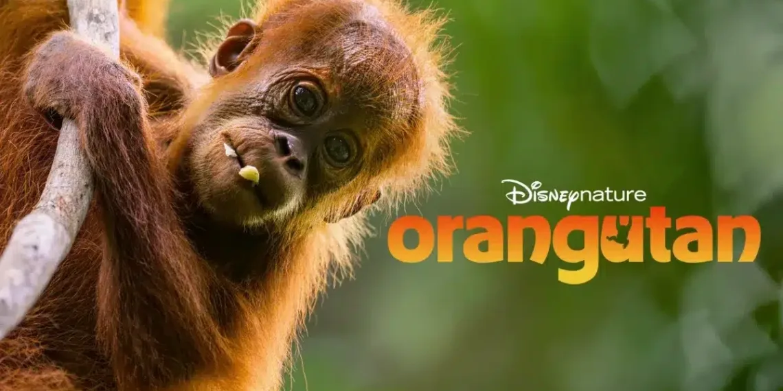 Orangutan Review