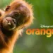 Orangutan Review
