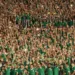 Ultras Review