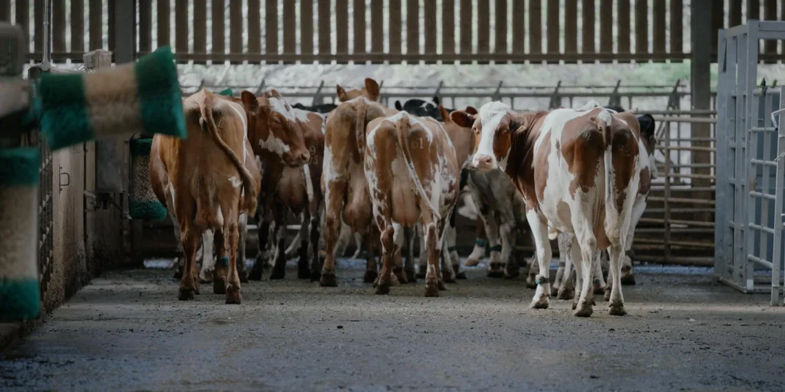 A Dairy Story Review 2