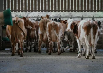 A Dairy Story Review 2
